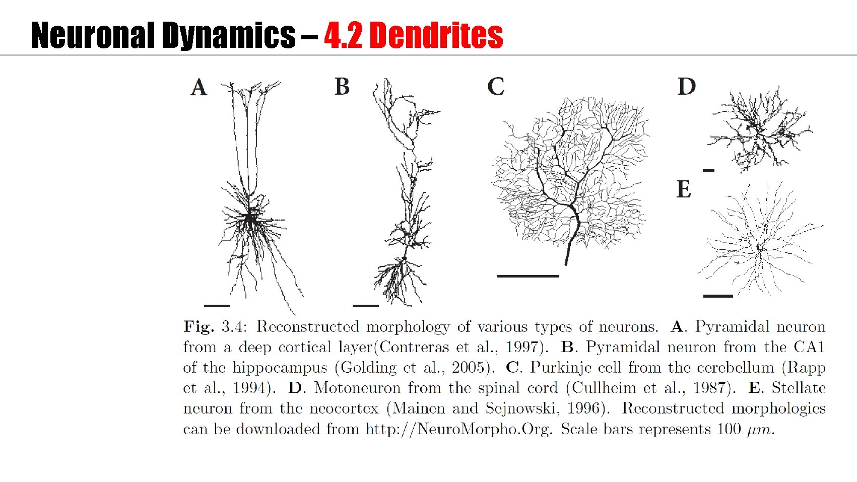 Neuronal Dynamics – 4. 2 Dendrites 