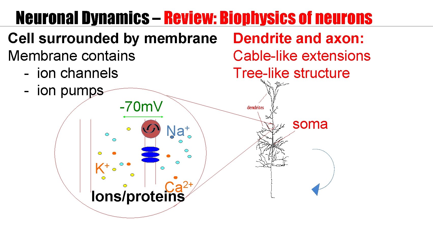 Neuronal Dynamics – Review: Biophysics of neurons Cell surrounded by membrane Membrane contains -