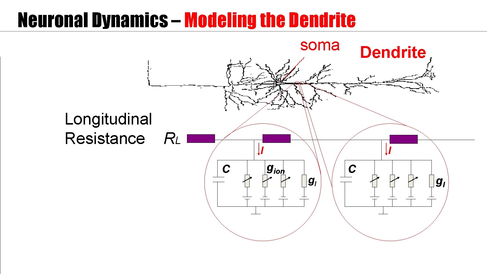 Neuronal Dynamics – Modeling the Dendrite soma Longitudinal Resistance RL Dendrite I C I