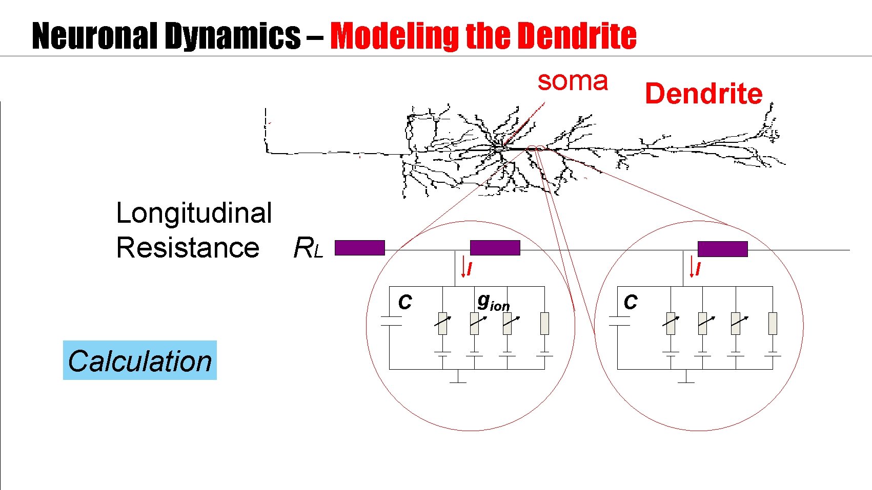 Neuronal Dynamics – Modeling the Dendrite soma Longitudinal Resistance RL I C Calculation Dendrite