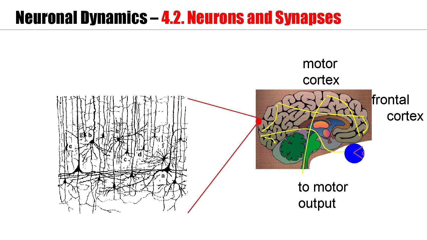 Neuronal Dynamics – 4. 2. Neurons and Synapses motor cortex frontal cortex to motor