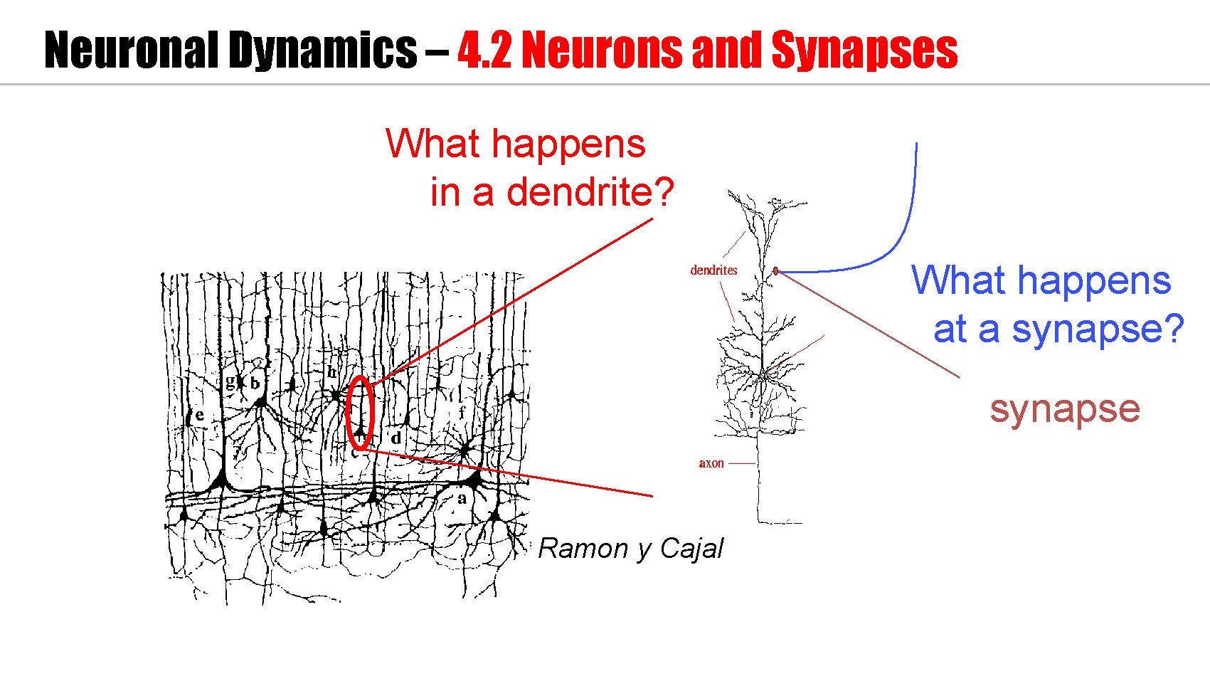 Neuronal Dynamics – 4. 2 Neurons and Synapses What happens in a dendrite? What