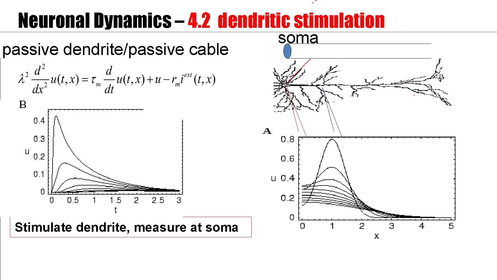 Neuronal Dynamics – 4. 2 dendritic stimulation passive dendrite/passive cable Stimulate dendrite, measure at