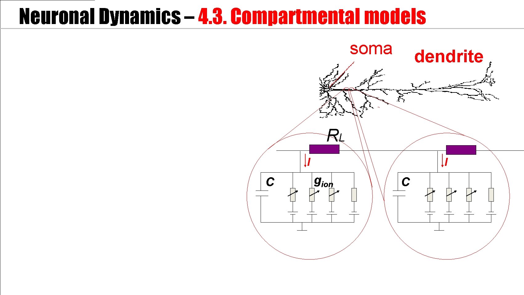 Neuronal Dynamics – 4. 3. Compartmental models soma dendrite RL I C I gion