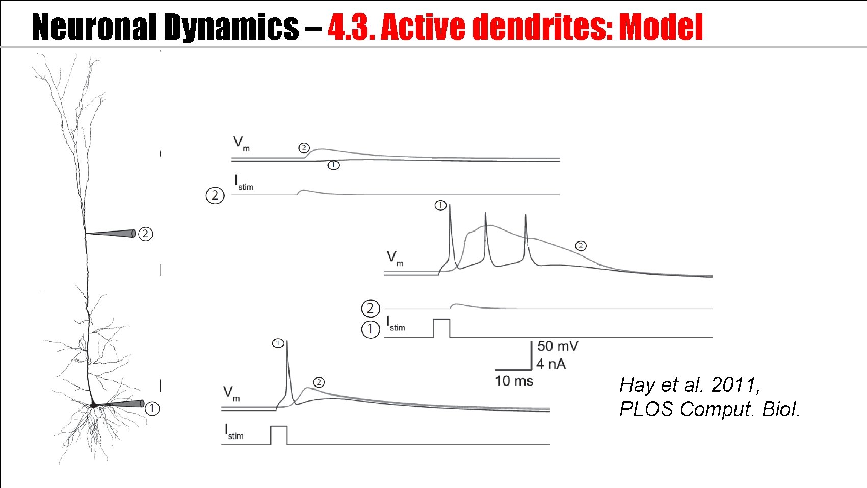 Neuronal Dynamics – 4. 3. Active dendrites: Model Hay et al. 2011, PLOS Comput.