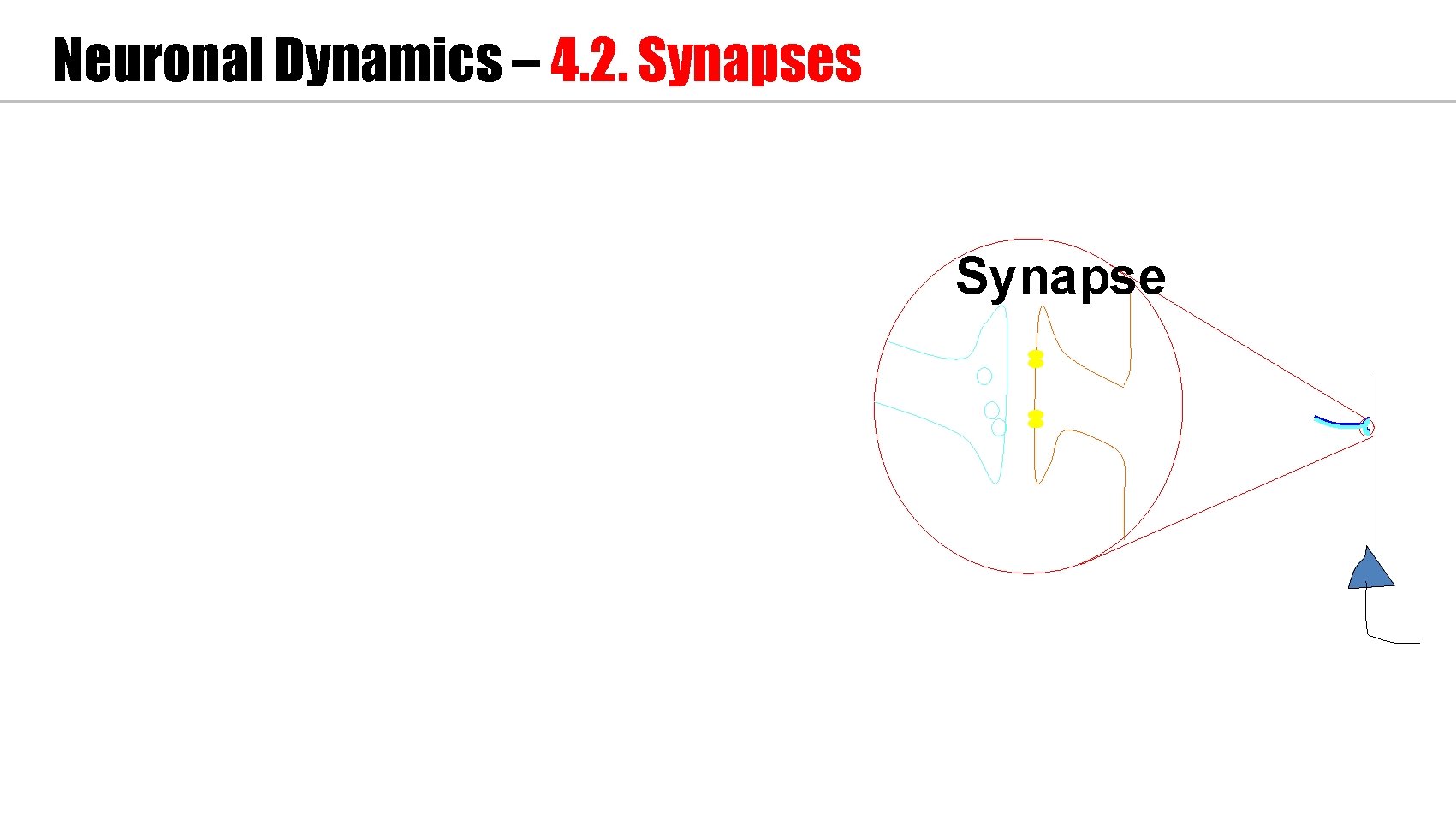 Neuronal Dynamics – 4. 2. Synapses Synapse 
