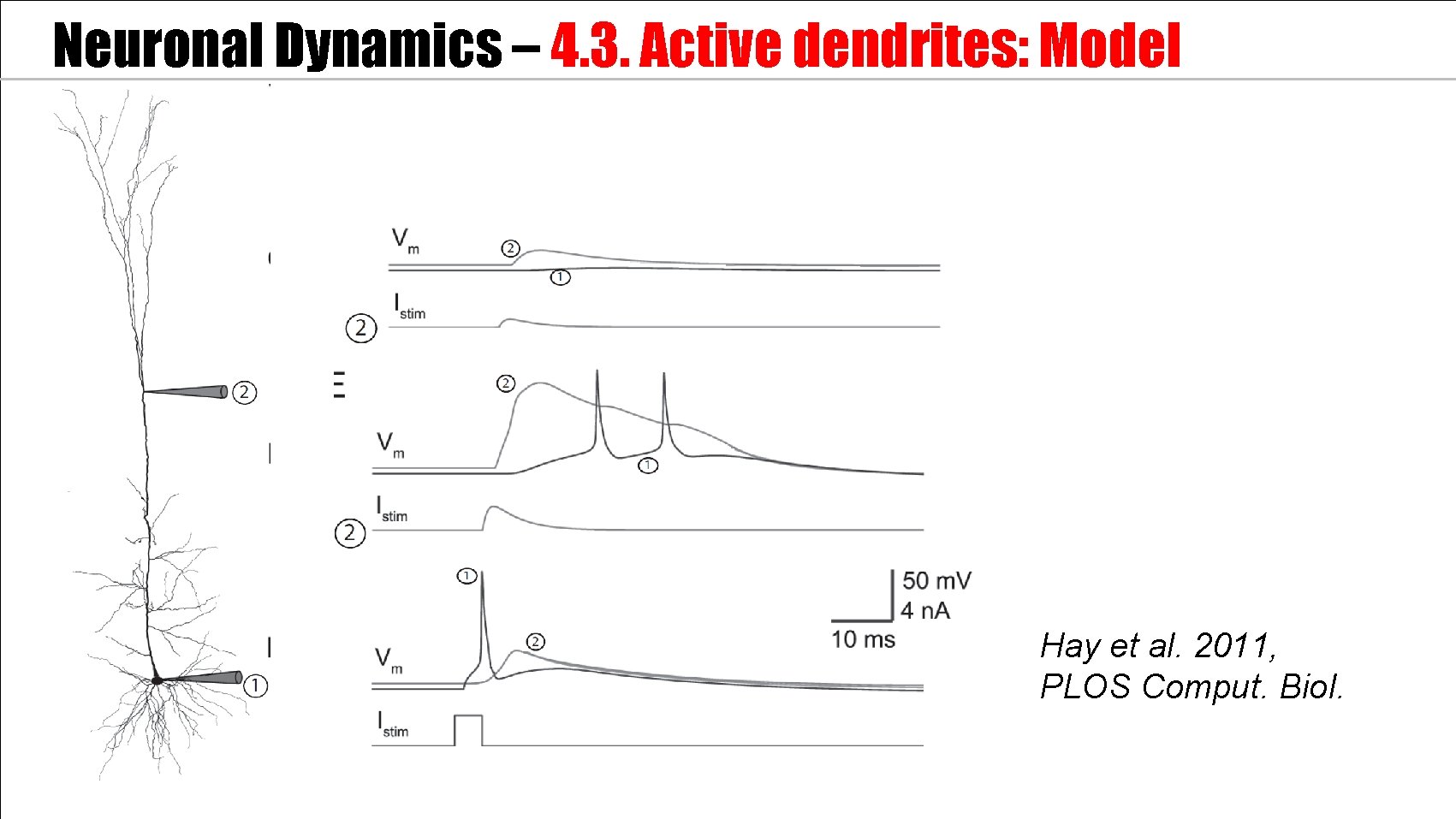Neuronal Dynamics – 4. 3. Active dendrites: Model Hay et al. 2011, PLOS Comput.