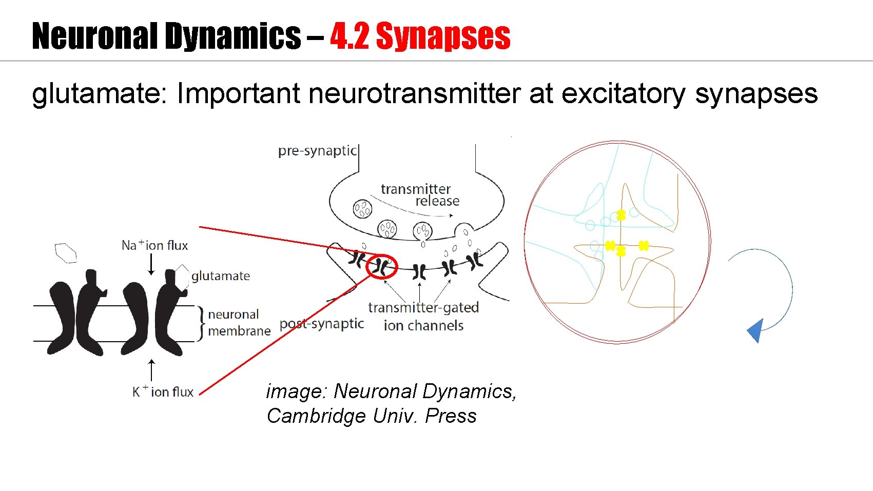 Neuronal Dynamics – 4. 2 Synapses glutamate: Important neurotransmitter at excitatory synapses image: Neuronal