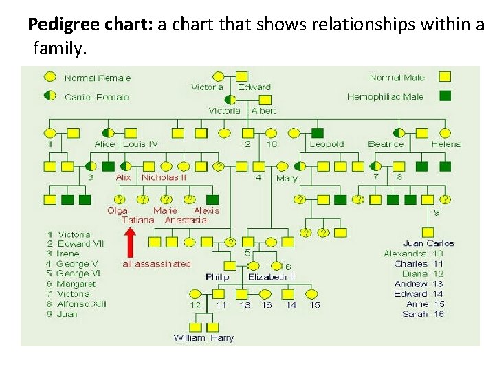 Pedigree chart: a chart that shows relationships within a family. 