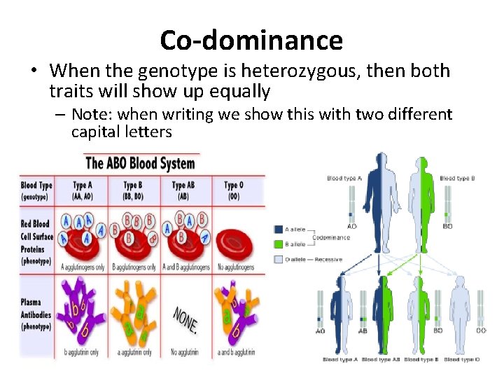 Co-dominance • When the genotype is heterozygous, then both traits will show up equally