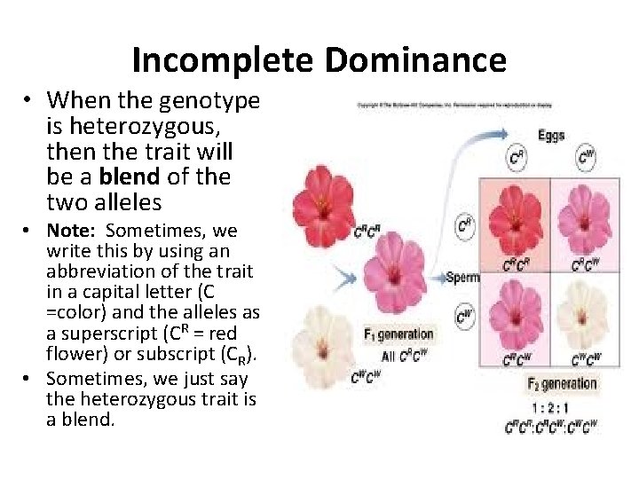 Incomplete Dominance • When the genotype is heterozygous, then the trait will be a