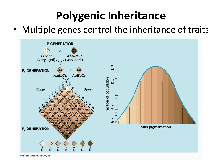 Polygenic Inheritance • Multiple genes control the inheritance of traits 