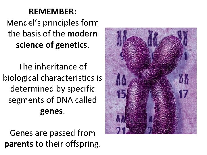 REMEMBER: Mendel’s principles form the basis of the modern science of genetics. The inheritance