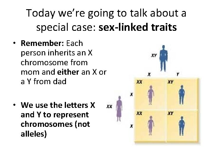 Today we’re going to talk about a special case: sex-linked traits • Remember: Each