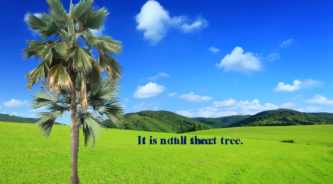 It is not a tall a short tree. 