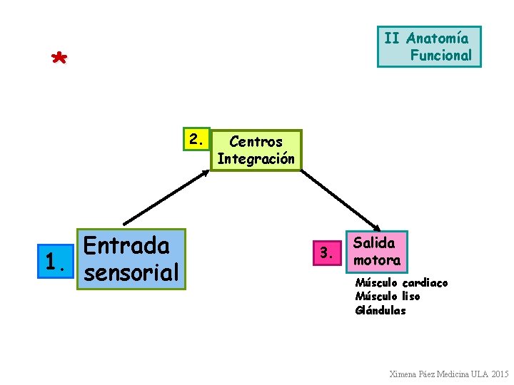 II Anatomía Funcional * 2. Entrada 1. sensorial Centros Integración 3. Salida motora Músculo