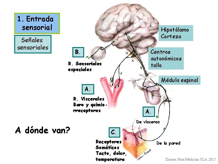 1. Entrada sensorial Hipotálamo Corteza Señales sensoriales Centros autonómicos tallo B. R. Sensoriales especiales