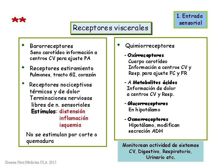 ** • • • Receptores viscerales Barorreceptores Seno carotídeo información a centros CV para