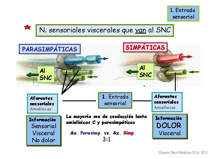 1. Entrada sensorial * N. sensoriales viscerales que van al SNC SIMPÁTICAS PARASIMPÁTICAS Al