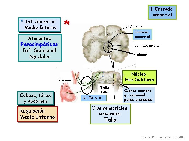 * Inf. Sensorial Medio Interno 1. Entrada sensorial * Cíngulo Corteza sensorial Aferentes Parasimpáticas