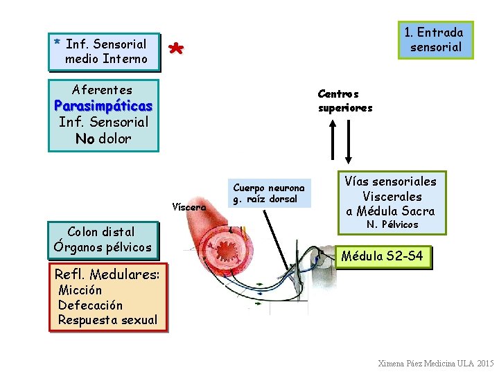 * Inf. Sensorial medio Interno 1. Entrada sensorial * Aferentes Centros superiores Parasimpáticas Inf.