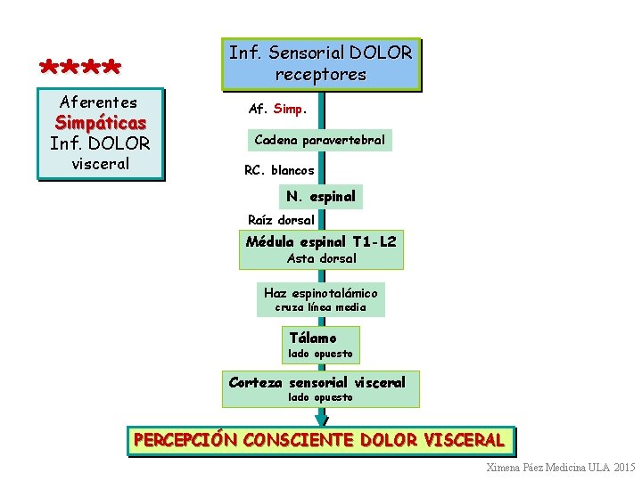 **** Aferentes Simpáticas Inf. DOLOR visceral Inf. Sensorial DOLOR receptores Af. Simp. Cadena paravertebral **** Aferentes Simpáticas Inf. DOLOR visceral Inf. Sensorial DOLOR receptores Af. Simp. Cadena paravertebral