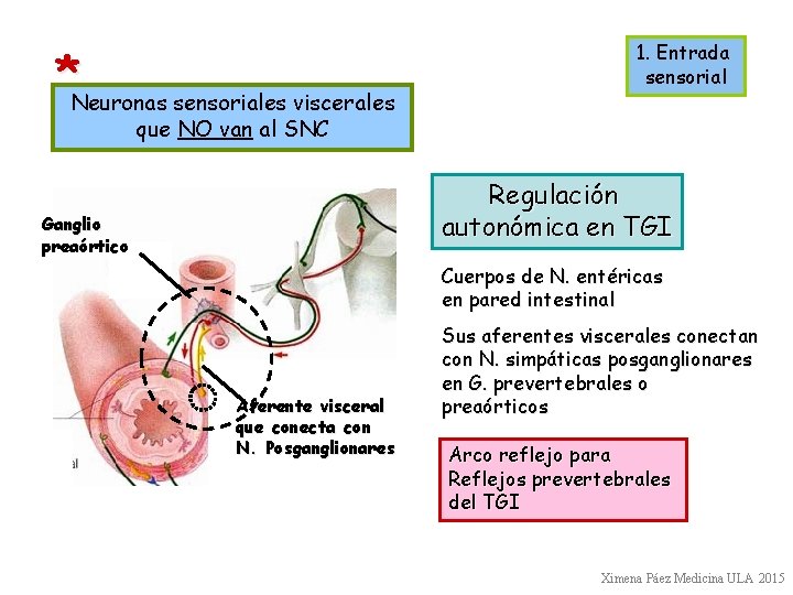 *Neuronas sensoriales viscerales 1. Entrada sensorial que NO van al SNC Regulación autonómica en