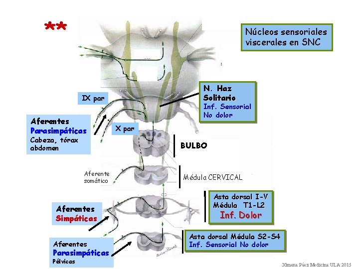 ** Núcleos sensoriales viscerales en SNC N. Haz Solitario IX par Aferentes Parasimpáticas Cabeza,