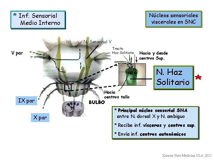 * Inf. Sensorial Medio Interno Núcleos sensoriales viscerales en SNC N. Sensorial V Tracto