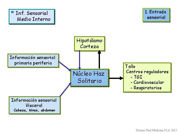 1. Entrada sensorial * Inf. Sensorial Medio Interno Hipotálamo Corteza Información sensorial primaria periferia