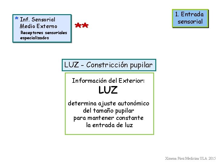 * Inf. Sensorial Medio Externo Receptores sensoriales especializados 1. Entrada sensorial ** LUZ -