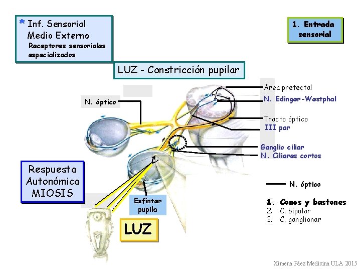 * Inf. Sensorial 1. Entrada sensorial Medio Externo Receptores sensoriales especializados LUZ - Constricción * Inf. Sensorial 1. Entrada sensorial Medio Externo Receptores sensoriales especializados LUZ - Constricción