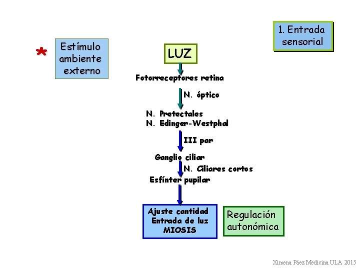 * Estímulo ambiente externo 1. Entrada sensorial LUZ Fotorreceptores retina N. óptico N. Pretectales * Estímulo ambiente externo 1. Entrada sensorial LUZ Fotorreceptores retina N. óptico N. Pretectales