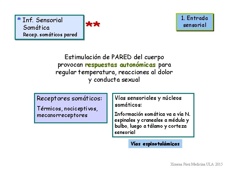 * Inf. Sensorial Somática Recep. somáticos pared 1. Entrada sensorial ** Estimulación de PARED * Inf. Sensorial Somática Recep. somáticos pared 1. Entrada sensorial ** Estimulación de PARED