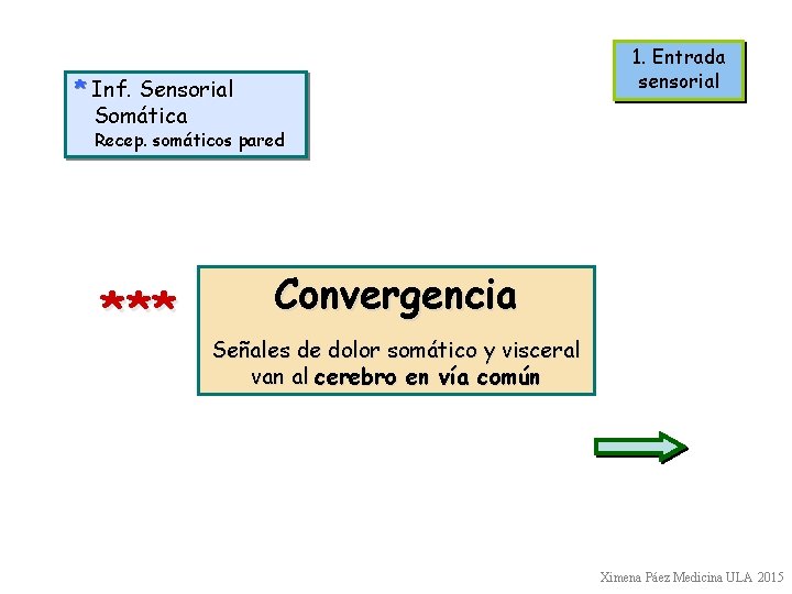 1. Entrada sensorial * Inf. Sensorial Somática Recep. somáticos pared *** Convergencia Señales de