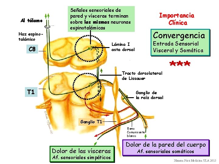 Al tálamo Haz espinotalámico Señales sensoriales de pared y vísceras terminan sobre las mismas