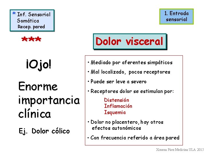 1. Entrada sensorial * Inf. Sensorial Somática Recep. pared *** ¡Ojo! Enorme importancia clínica