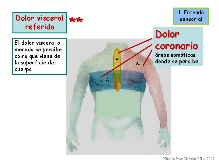 Dolor visceral referido El dolor visceral a menudo se percibe como que viene de Dolor visceral referido El dolor visceral a menudo se percibe como que viene de