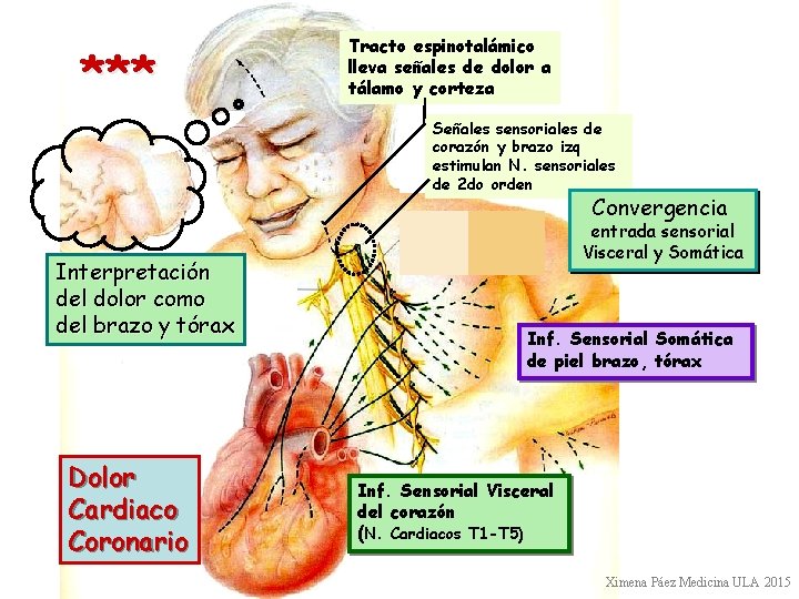 *** Tracto espinotalámico lleva señales de dolor a tálamo y corteza Señales sensoriales de *** Tracto espinotalámico lleva señales de dolor a tálamo y corteza Señales sensoriales de