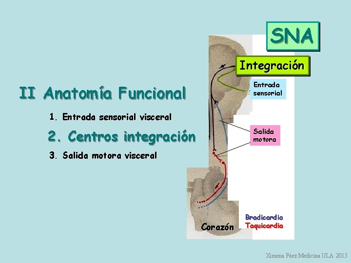 SNA Integración Entrada sensorial II Anatomía Funcional 1. Entrada sensorial visceral 2. Centros integración SNA Integración Entrada sensorial II Anatomía Funcional 1. Entrada sensorial visceral 2. Centros integración