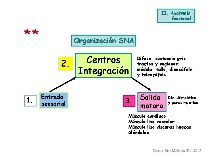 II. Anatomía funcional ** Organización SNA Centros 2. Integración 1. Entrada sensorial 3. Difusa, II. Anatomía funcional ** Organización SNA Centros 2. Integración 1. Entrada sensorial 3. Difusa,