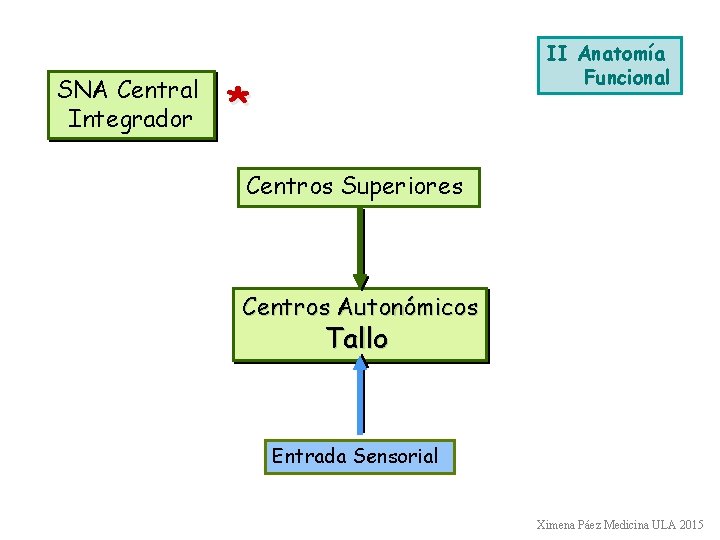 SNA Central Integrador II Anatomía Funcional * Centros Superiores Centros Autonómicos Tallo Entrada Sensorial