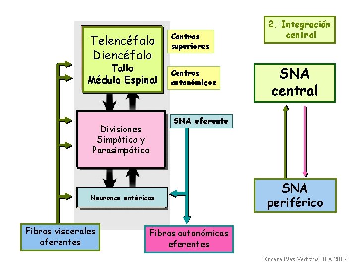 Telencéfalo Diencéfalo Tallo Médula Espinal Divisiones Simpática y Parasimpática Centros superiores Centros autonómicos SNA