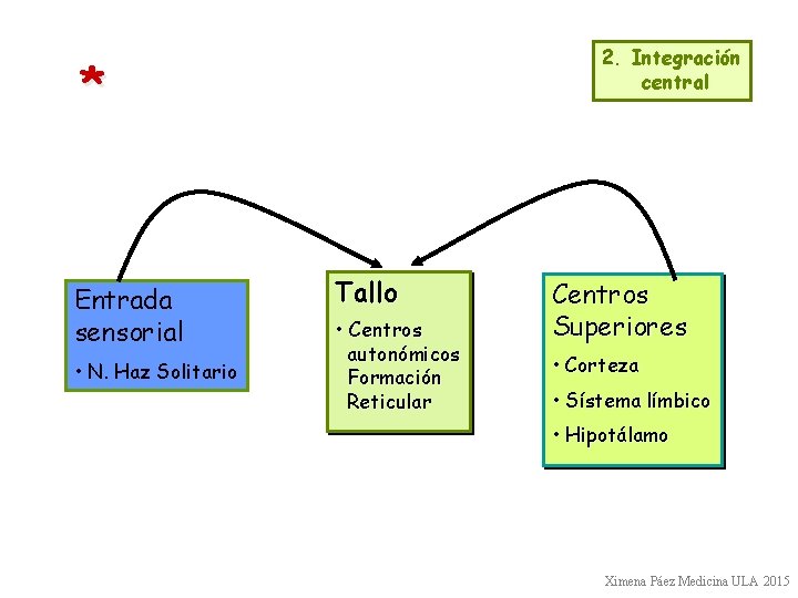 2. Integración central * Entrada sensorial • N. Haz Solitario Tallo • Centros autonómicos