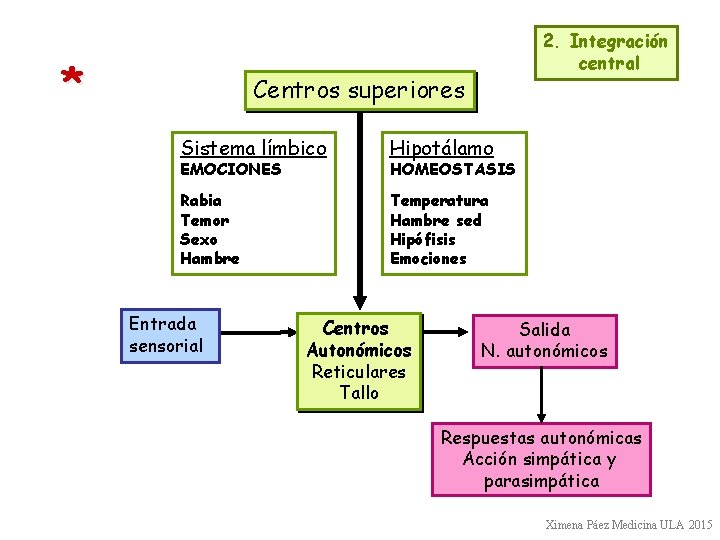 * 2. Integración central Centros superiores Sistema límbico Hipotálamo Rabia Temor Sexo Hambre Temperatura