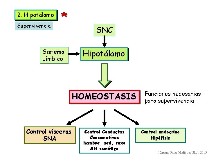 2. Hipotálamo Supervivencia * Sistema Límbico SNC Hipotálamo HOMEOSTASIS Control vísceras SNA Control Conductas