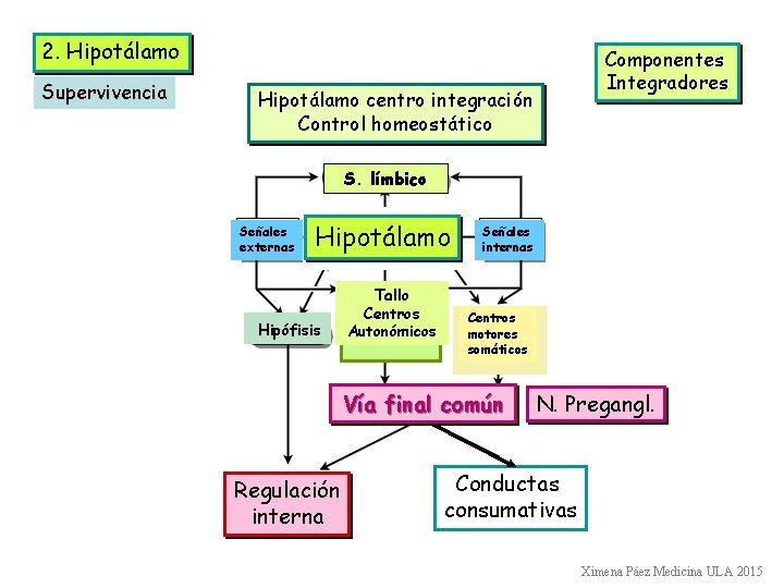 2. Hipotálamo Supervivencia Componentes Integradores Hipotálamo centro integración Control homeostático S. límbico Señales externas