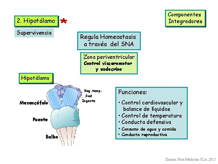 2. Hipotálamo Supervivencia * Componentes Integradores Regula Homeostasis a través del SNA Zona periventricular