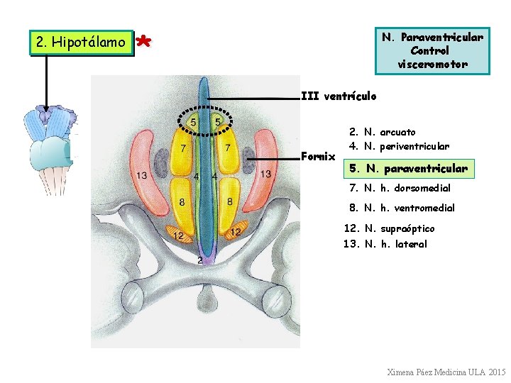 2. Hipotálamo * N. Paraventricular Control visceromotor III ventrículo Fornix 2. N. arcuato 4. 2. Hipotálamo * N. Paraventricular Control visceromotor III ventrículo Fornix 2. N. arcuato 4.