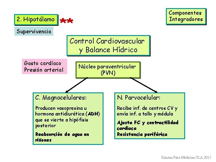 2. Hipotálamo Supervivencia Componentes Integradores ** Control Cardiovascular y Balance Hídrico Gasto cardíaco Presión